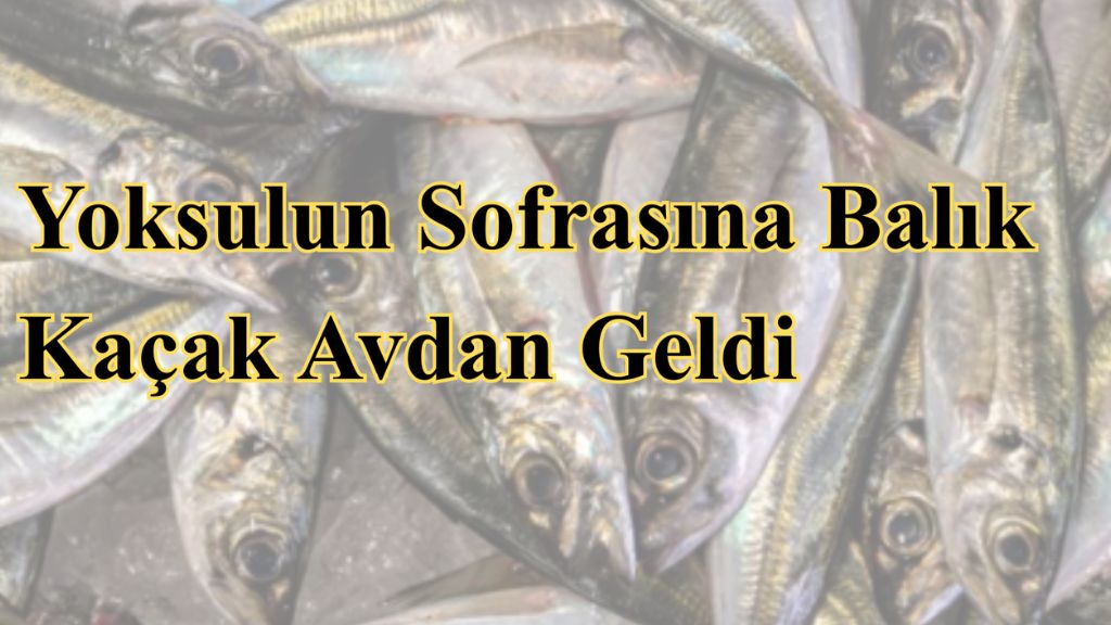 Balık Dağıtmak mı, Balık Tutmayı Öğretmek mi?