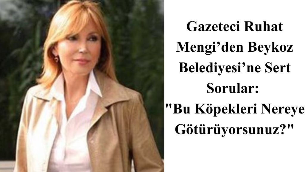 Beykoz’da “Hayvan Toplama” Bilmecesi: Kiremitdere’nin 5 Canı Nerede?