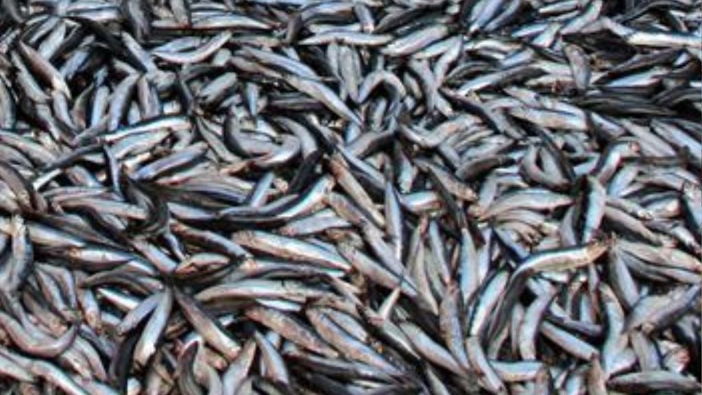 HEM SATAN HEM ALAN : GELECEĞİMİZİ ‘KAPIŞ KAPIŞ’ TÜKETİYORUZ!