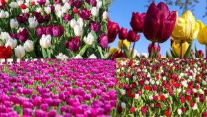 LALE BAYRAMI COŞKUSU HIDİV KORUSU’NDA DA YAŞANACAK