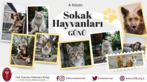 TÜRK VETERİNER HEKİMLERİ BİRLİĞİ’NDEN 4 NİSAN MESAJI: SAHİPSİZ HAYVANLAR İÇİN BİLİMSEL VE ETİK ÇÖZÜM ŞART
