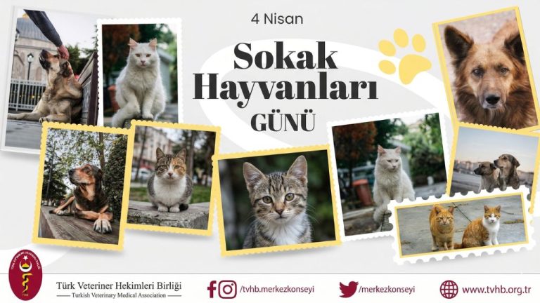 TÜRK VETERİNER HEKİMLERİ BİRLİĞİ’NDEN 4 NİSAN MESAJI: SAHİPSİZ HAYVANLAR İÇİN BİLİMSEL VE ETİK ÇÖZÜM ŞART