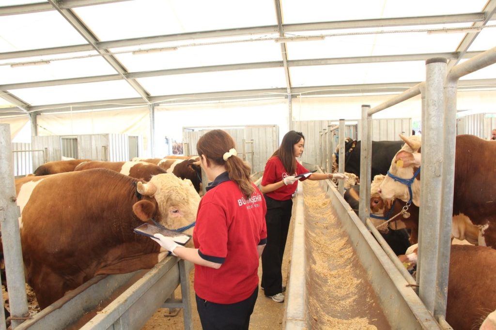 İBB KURBAN HAZIRLIKLARINI TAMAMLADI: BEYKOZ’A YAKIN NOKTALARDA MODERN KESİM HİZMETİ