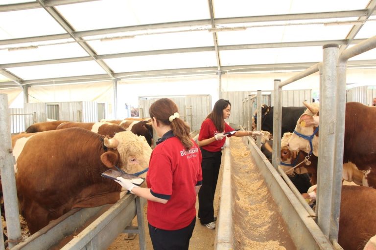 İBB KURBAN HAZIRLIKLARINI TAMAMLADI: BEYKOZ’A YAKIN NOKTALARDA MODERN KESİM HİZMETİ