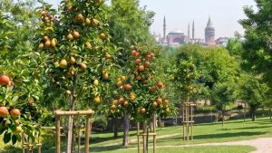 İSTANBUL’UN PARKLARI MEYVE BAHÇESİNE DÖNÜŞÜYOR: İBB’DEN DOĞAYLA İÇ İÇE YENİ ADIM