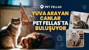 81 İLDE ÜCRETSİZ İLAN İMKÂNI