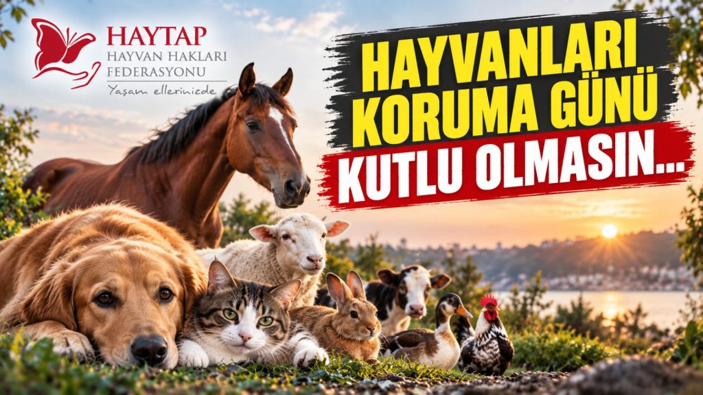 HAYTAP’tan 4 Ekim mesajı: “Kutlu olmasın”
