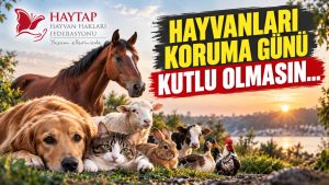 HAYTAP’tan 4 Ekim mesajı: “Kutlu olmasın”