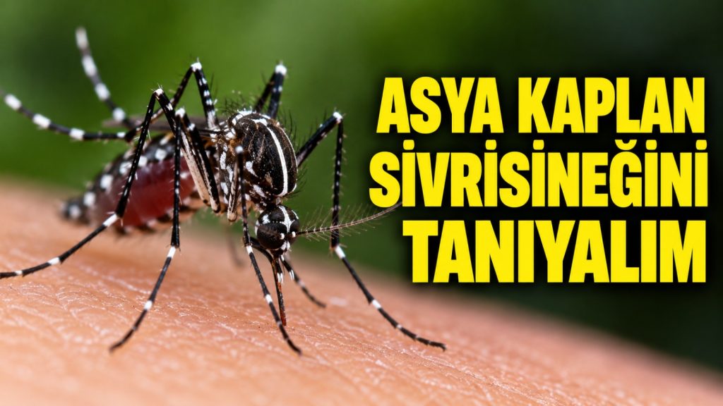 Asya kaplan sivrisineğini tanıyalım: Küçük ama dikkat çekici bir istilacı