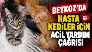 Beykoz’da hasta kediler için acil yardım çağrısı