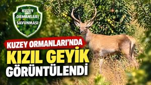 Kuzey Ormanları’nda kızıl geyik görüntülendi