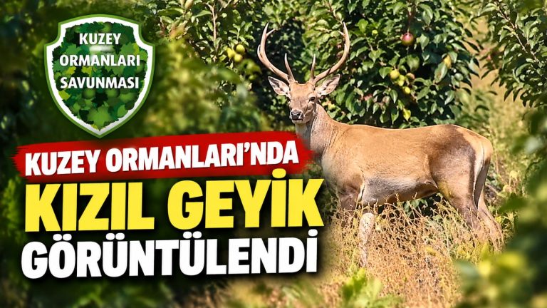 Kuzey Ormanları’nda kızıl geyik görüntülendi